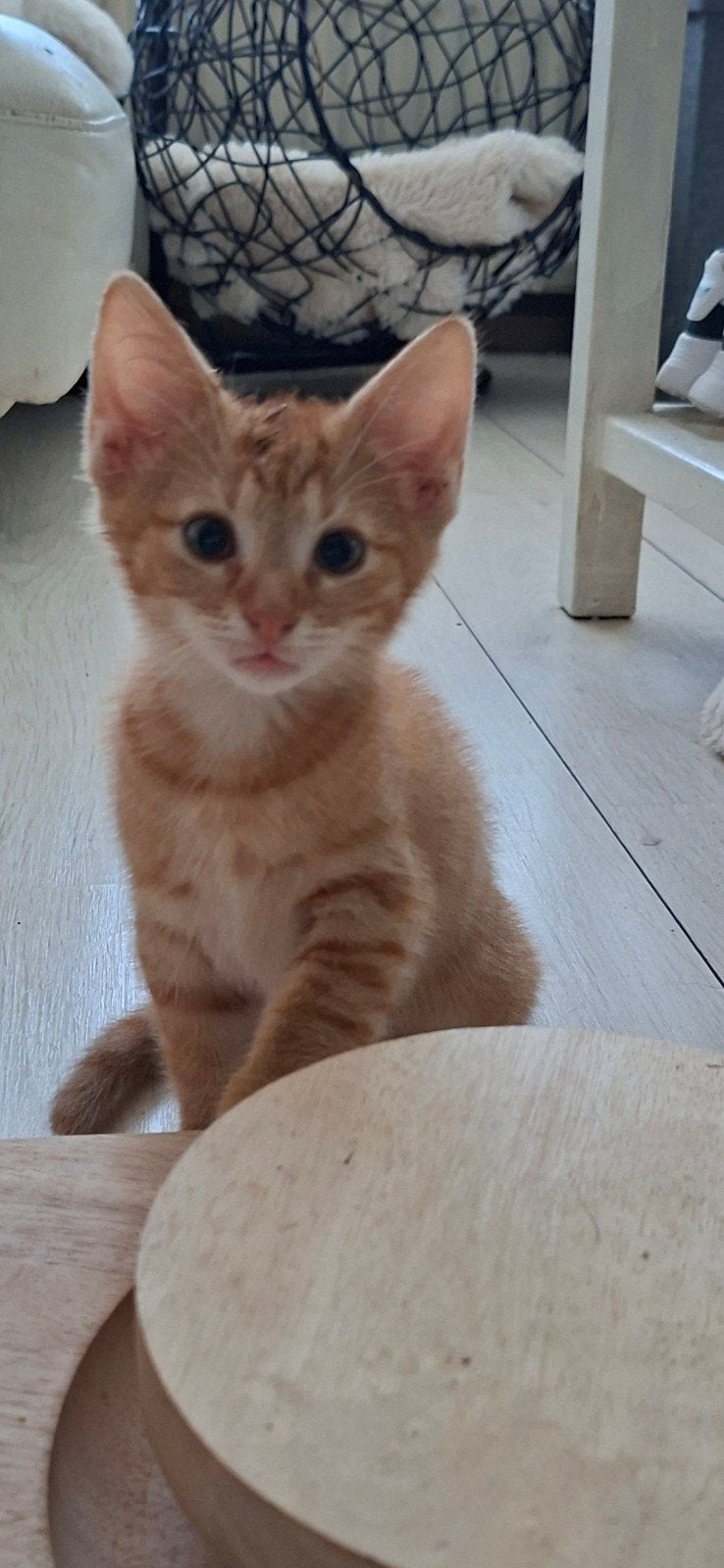 kittens 9wkn, Kater