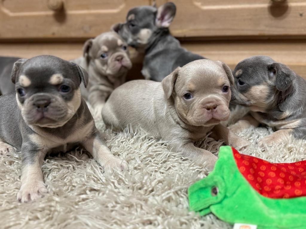Franse Bulldog pups – klaar voor hun gouden mandje, Dieren en Toebehoren, Honden | Bulldogs, Pinschers en Molossers, Meerdere dieren