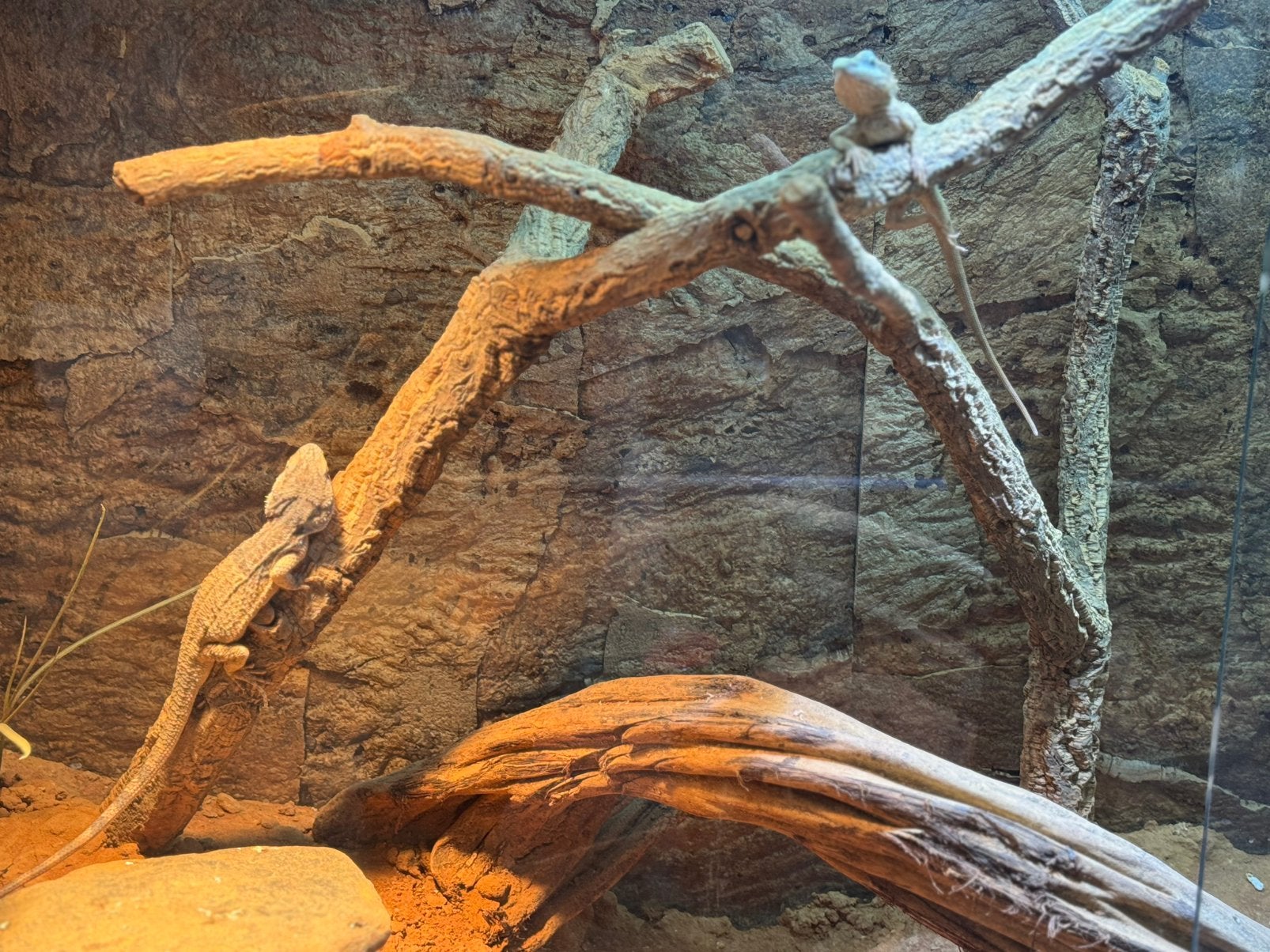 Baardagaam (pogona minor) Bearded Dragon photo 9