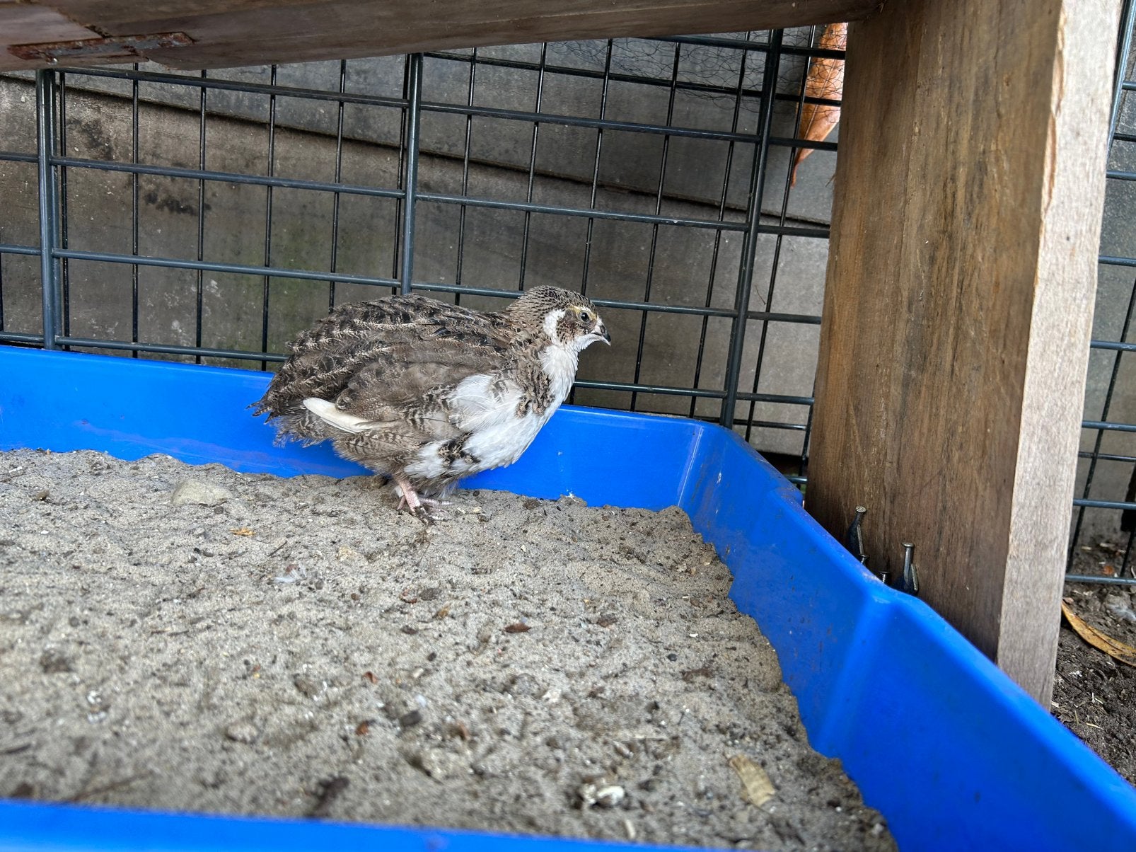Japanse (jonge) kwartels, Dieren en Toebehoren, Pluimvee, Mannelijk, Overige soorten