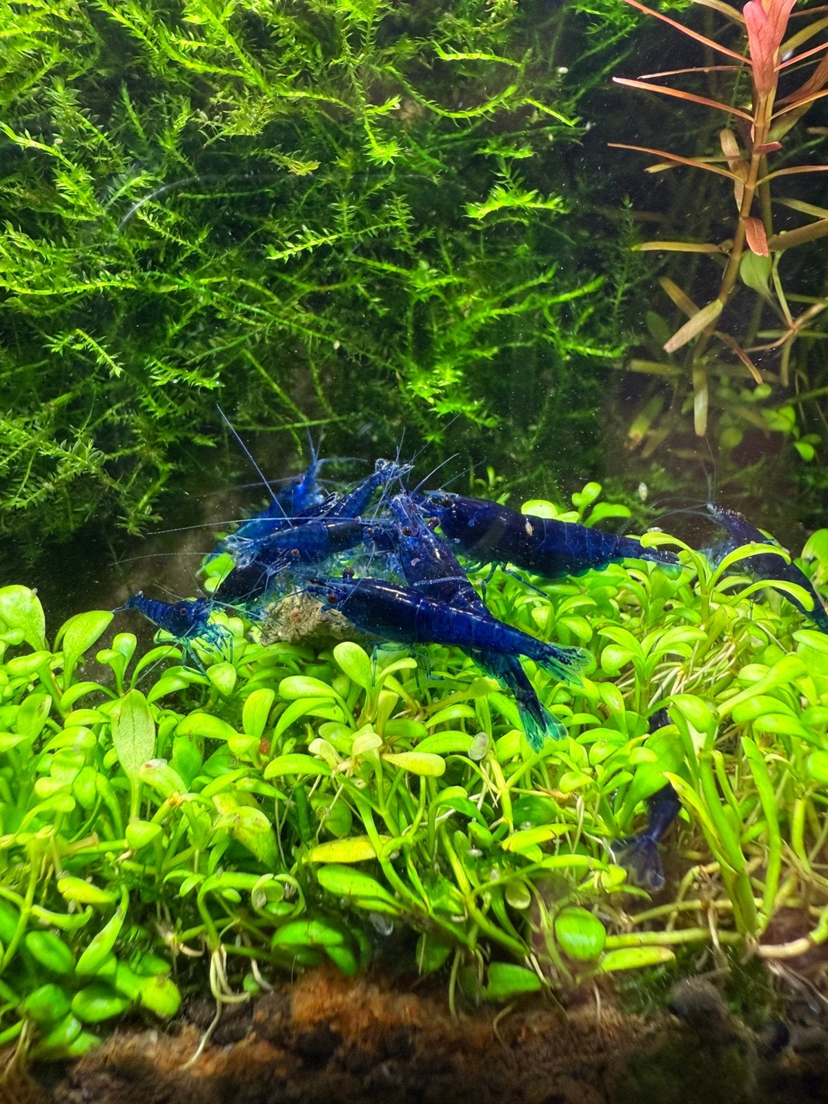 Blauwe garnalen, Kreeft, Krab of Garnaal, Zoetwatervis