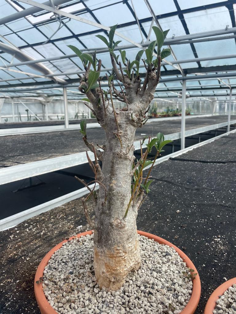 Caudex plant Afrikaanse Baobab (Adansonia Digitata)pot 30cm., Huis en Inrichting, Kamerplanten, Overige soorten, Ophalen of Verzenden
