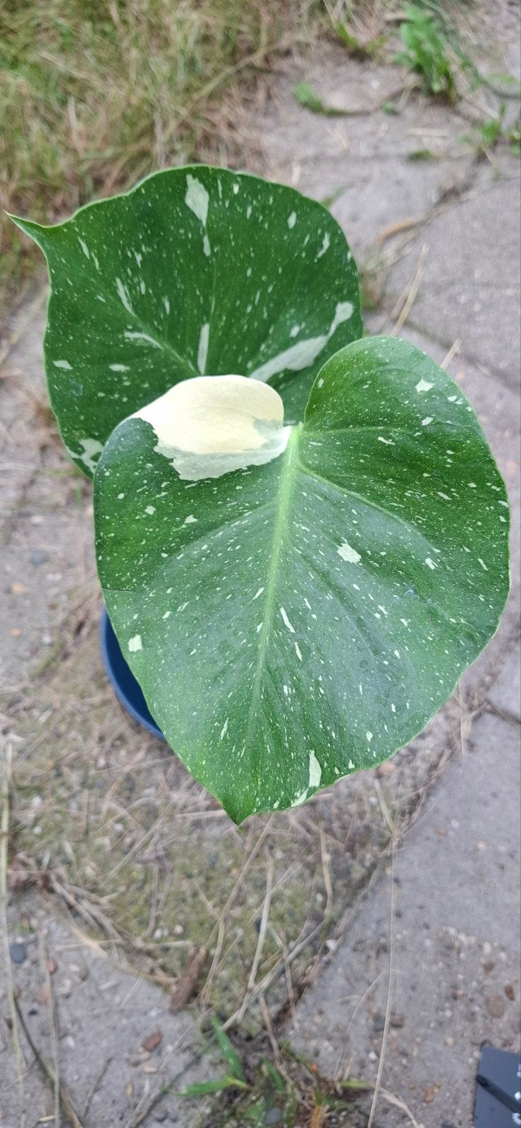 Monstera Thai Constellation, Ophalen, Halfschaduw, Minder dan 100 cm