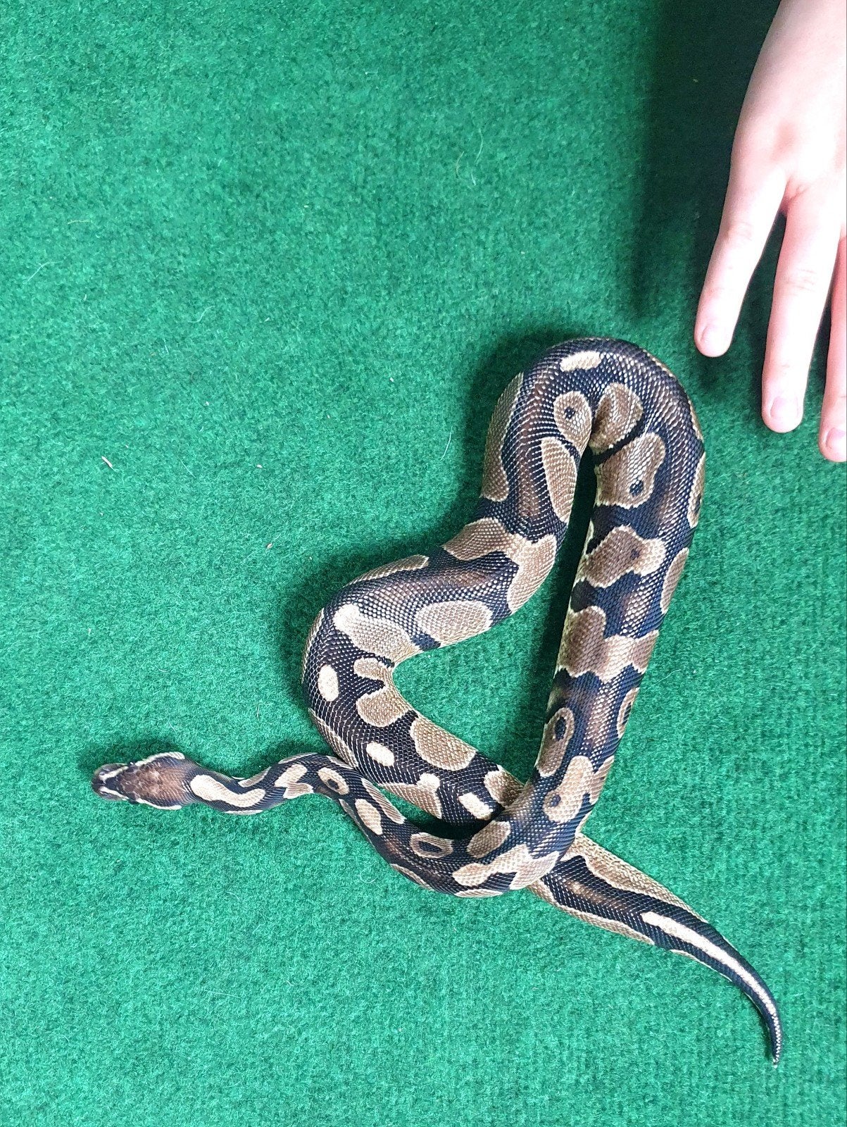 Prachtige handtamme koningspython! Ball Python photo 7