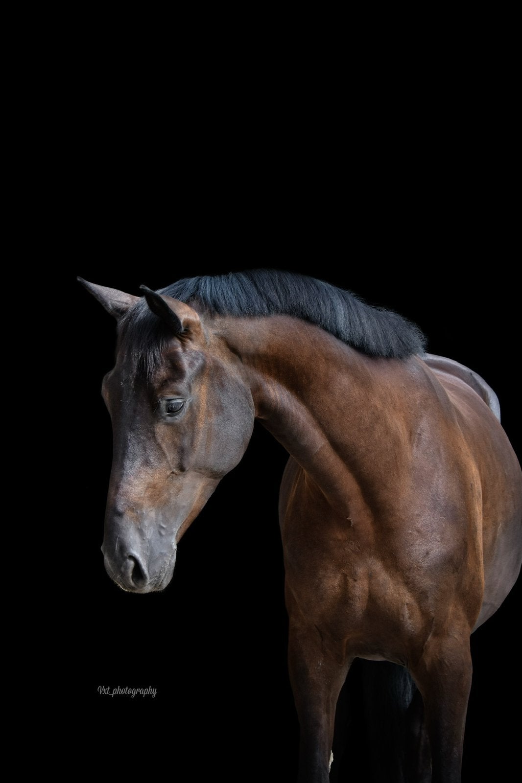 Verzorgster gezocht!, Dieren en Toebehoren, Paarden en Pony's | Verzorgingsproducten, Ophalen of Verzenden