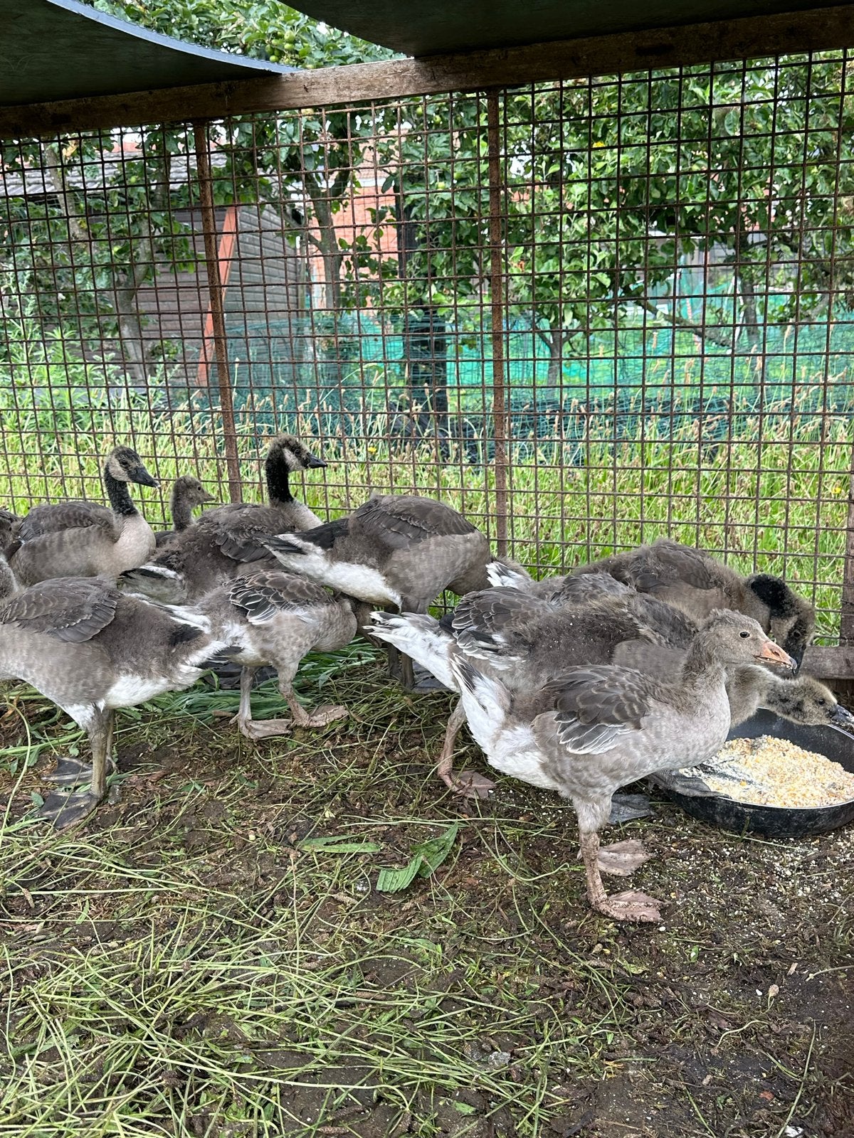 Grauwe ganzen en canada ganzen te koop, Gans of Zwaan