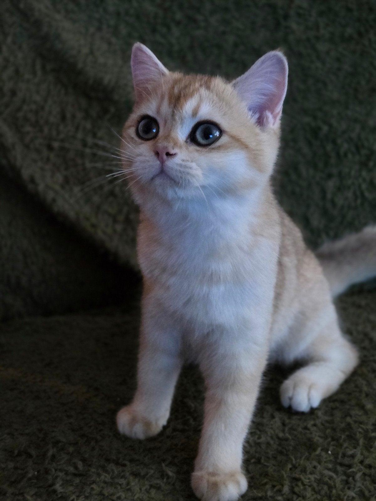 brits korthaar katertje, Kater, Met stamboom, 0 tot 2 jaar