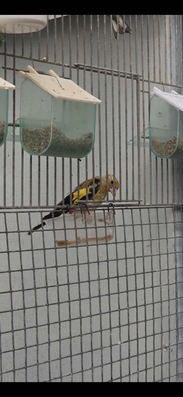 Mooi putter man geel 2026, Dieren en Toebehoren, Vogels | Overige Vogels, Mannelijk, Wildzangvogel