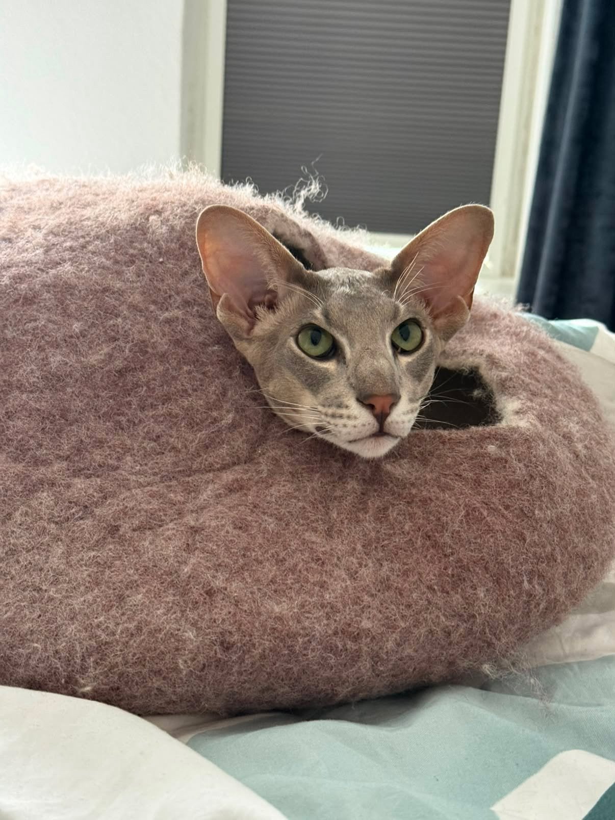 Kattengrot van 100% scheerwol – handgevilt, Ophalen of Verzenden, Zo goed als nieuw, Wol
