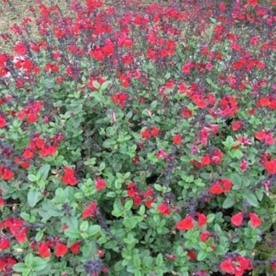 Salvia Microphylla Royal Bumble, Tuin en Terras, Ophalen, Overige soorten, Volle zon