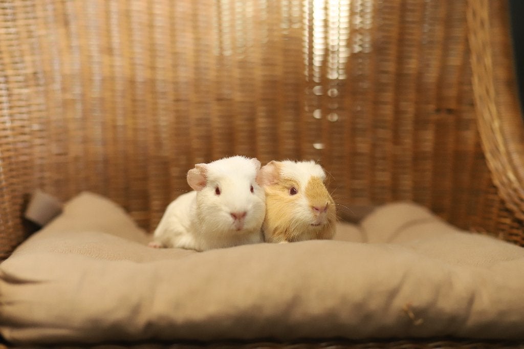 Cavia zeugjes | Gezonde dieren | Jonge cavia's, Dieren en Toebehoren, Knaagdieren, Mei, Vrouwelijk, Cavia