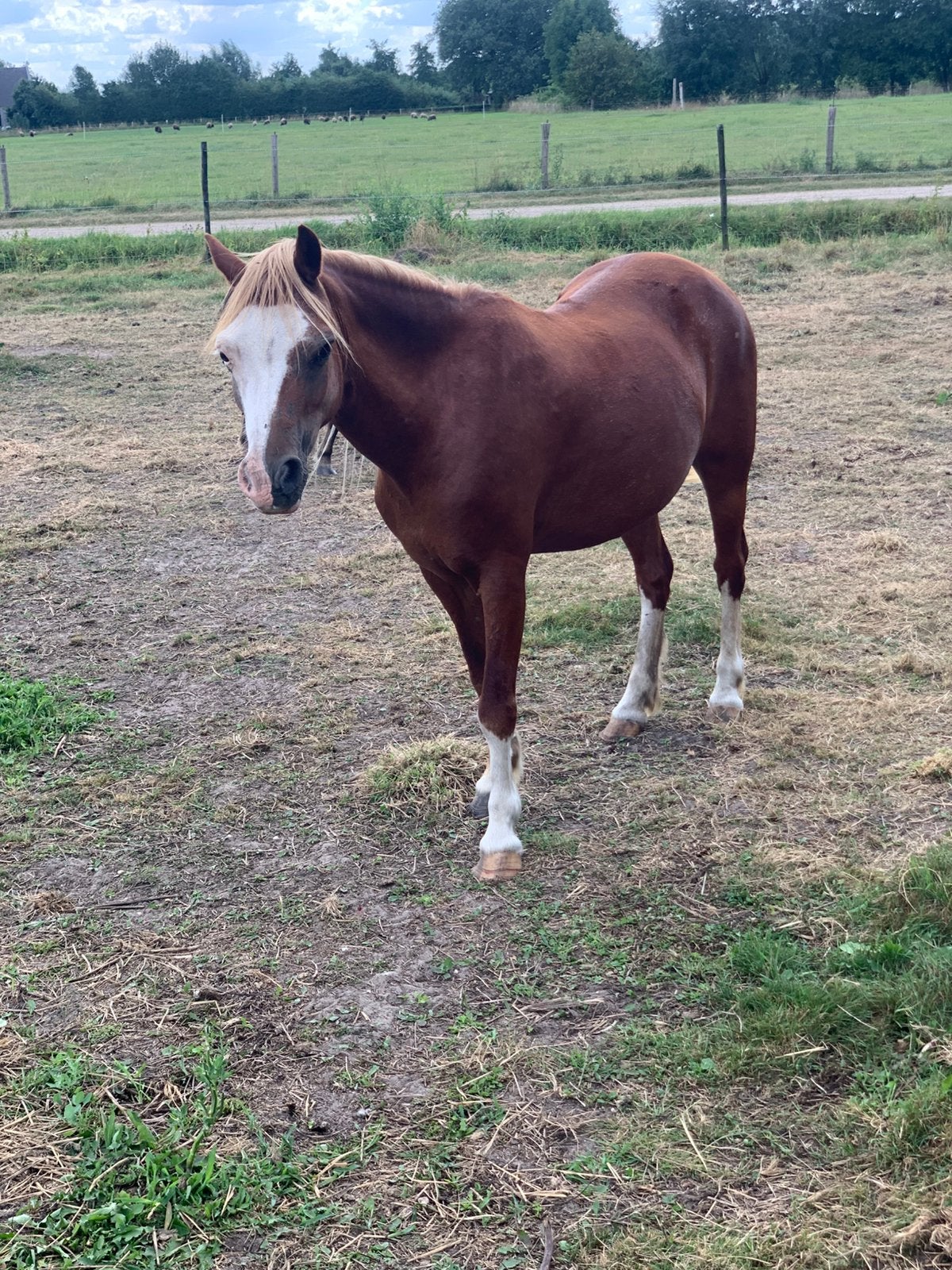 2 welsh A merries, Merrie, A pony (tot 1.17m), Met stamboom