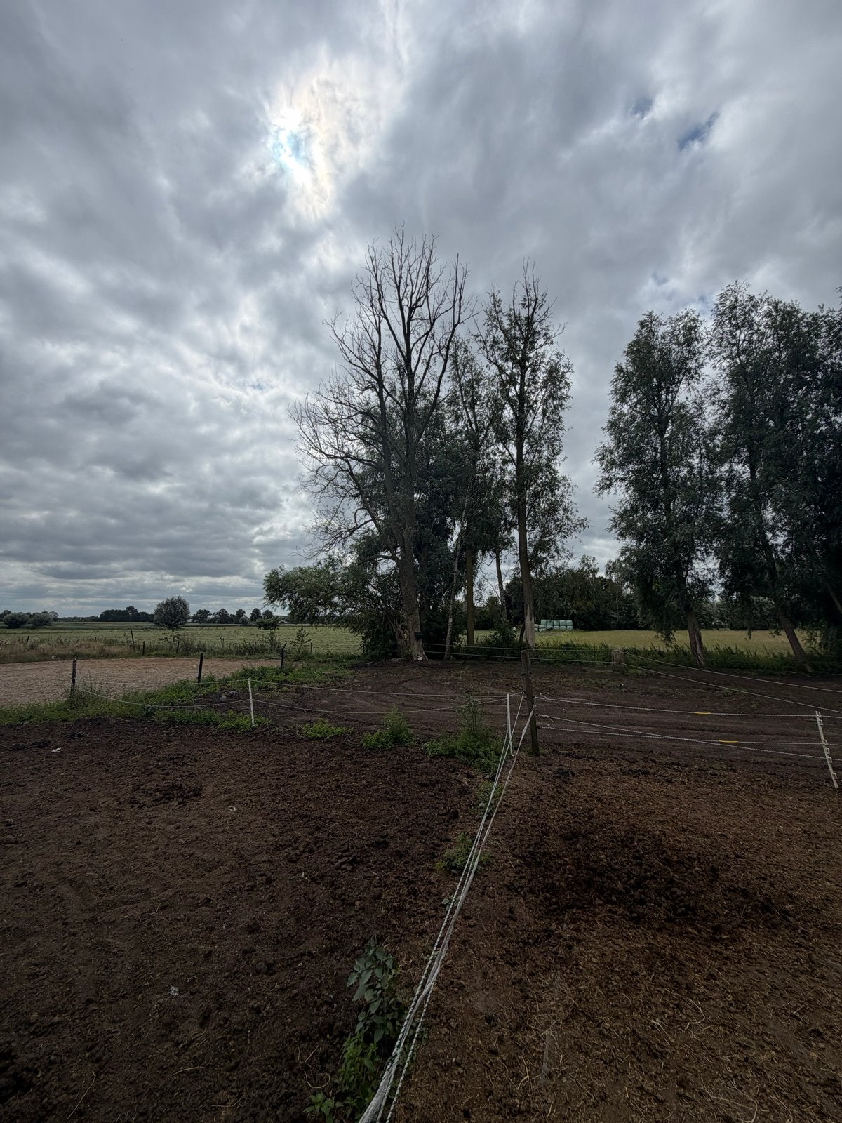 Bomen gratis, Volle zon, Bloeit niet, 400 cm of meer, Overige soorten