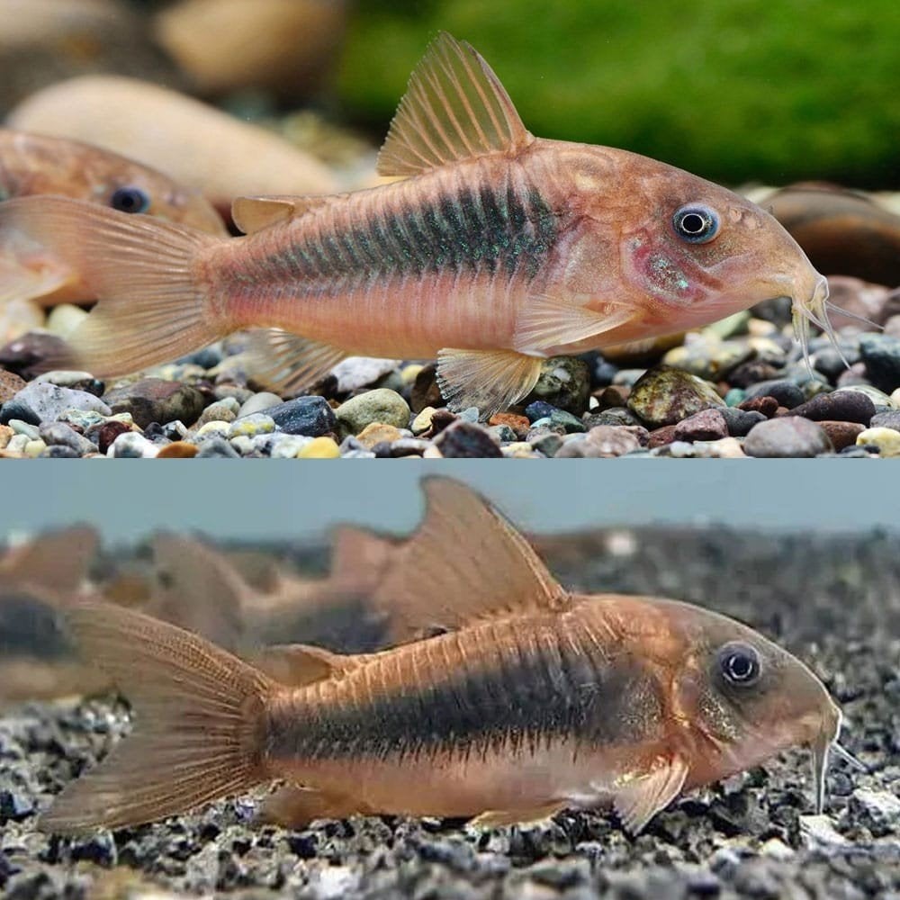 bronze corydoras, Vis