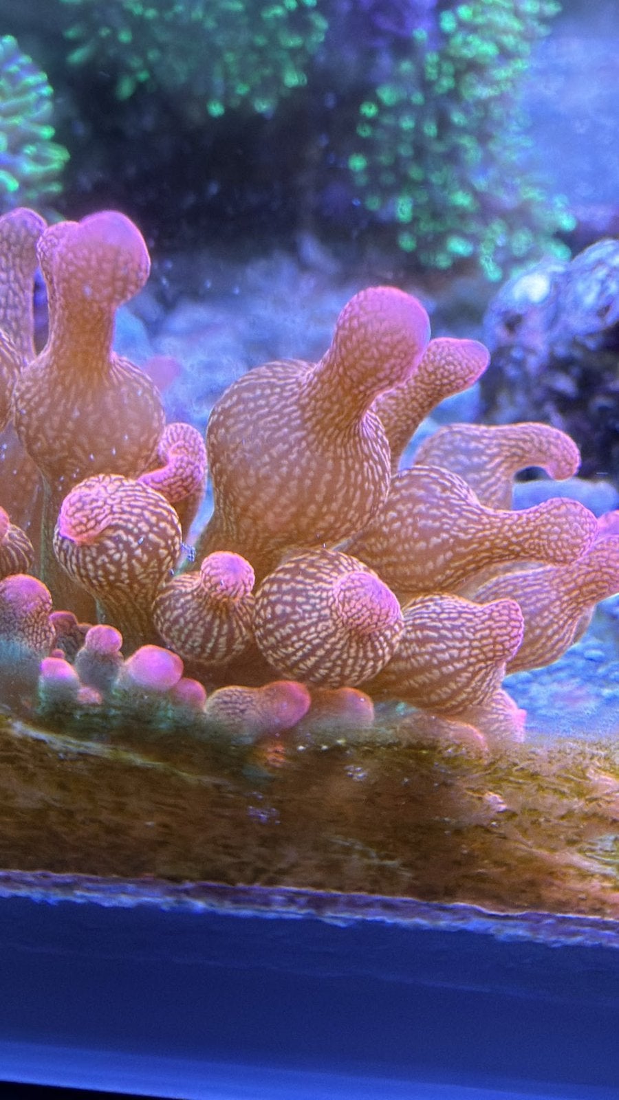 Entacmea Quadricolor - bubble tip tepelanemoon, Dieren en Toebehoren, Vis