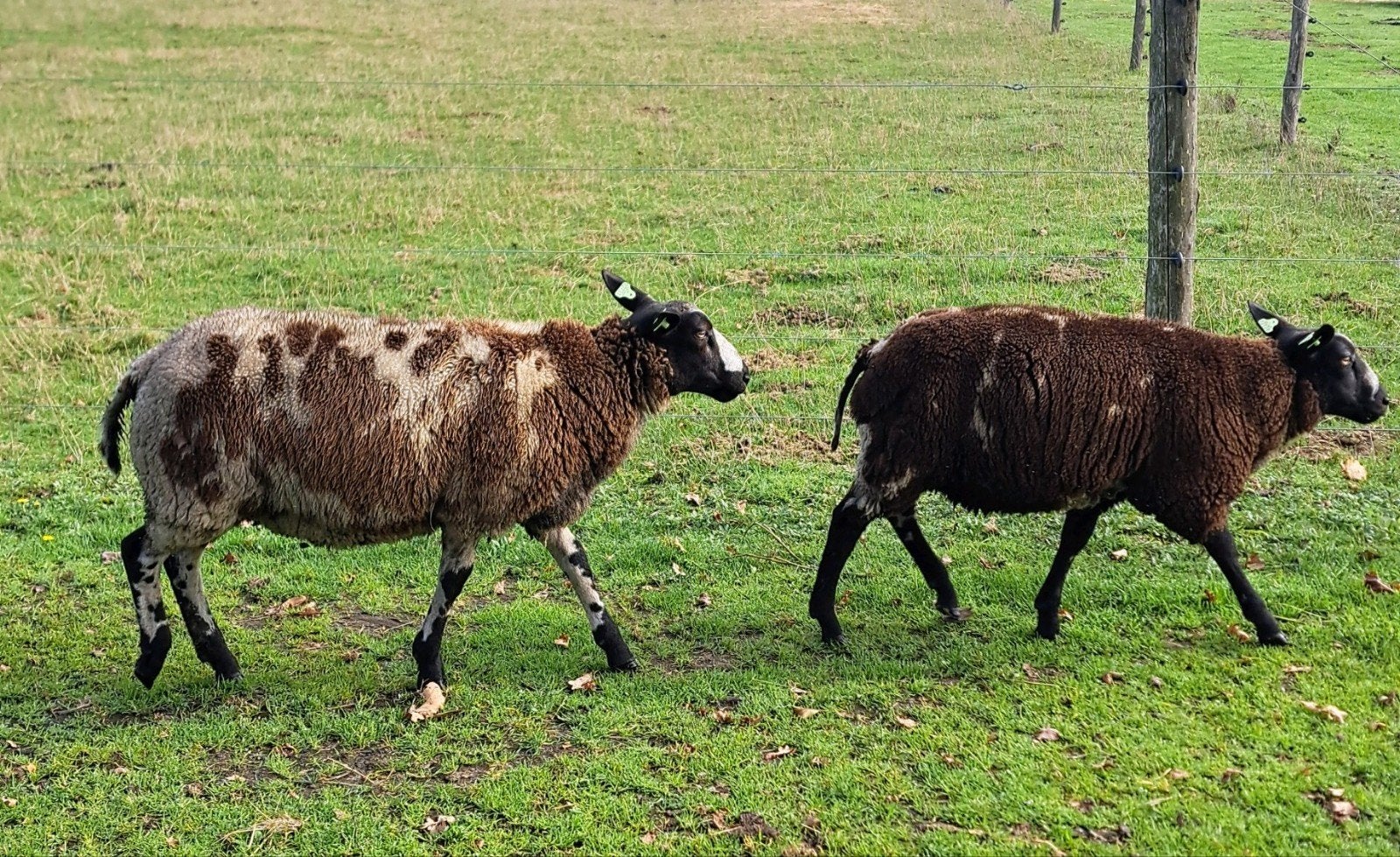 dekrammen , bonte schaap, Dieren en Toebehoren, Mannelijk, Schaap