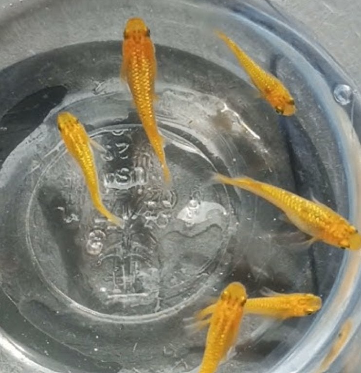 Medaka - Japanse Rijstvis - Lecris, Karper of Koi