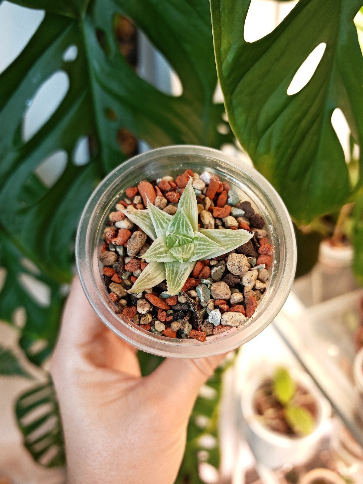 Haworthia 'Grey ghost' succulent #1, Ophalen of Verzenden, In pot, Halfschaduw, Minder dan 100 cm