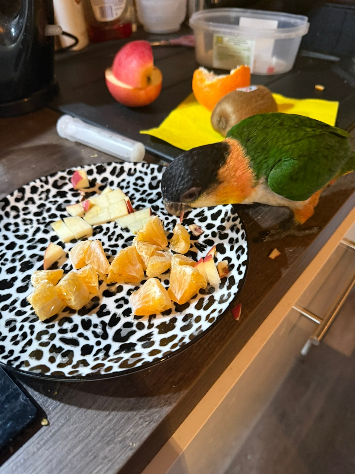 Zwartkop Caique’s, Papegaai