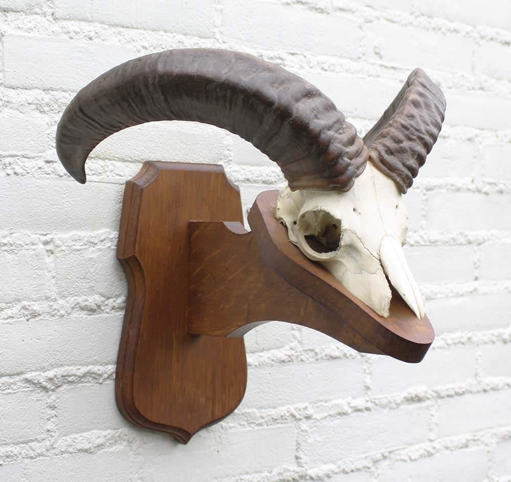 Schedel MOEFLON RAM op solide dubbel houten schild (ref. B), Verzamelen, Dierenverzamelingen, Ophalen of Verzenden, Gebruikt, Wild dier