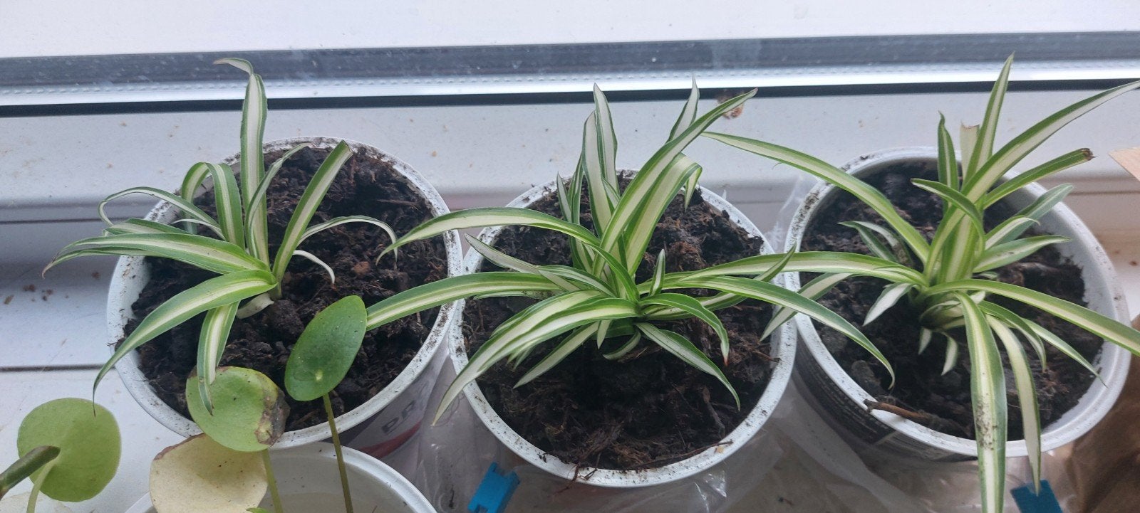 3 stuk ls Graslelie (Chlorophytum comosum) stekjes, Overige soorten, Volle zon, Vaste plant, Ophalen of Verzenden