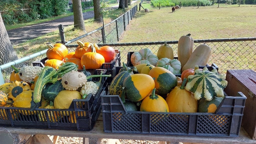pompoenen en kalebassen, Ophalen of Verzenden, Overige soorten, Volle zon