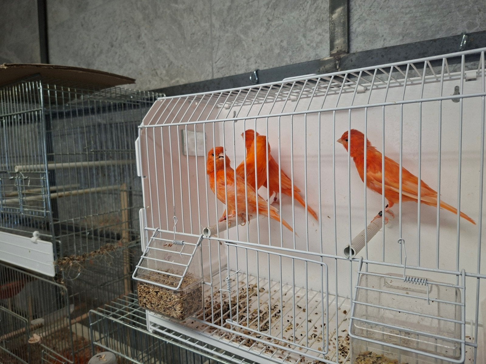 Vetstof rood, Meerdere dieren, Kleurkanarie