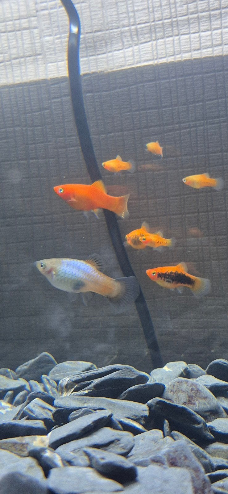 Te koop mix platy's., Dieren en Toebehoren, Vissen | Aquariumvissen, Vis