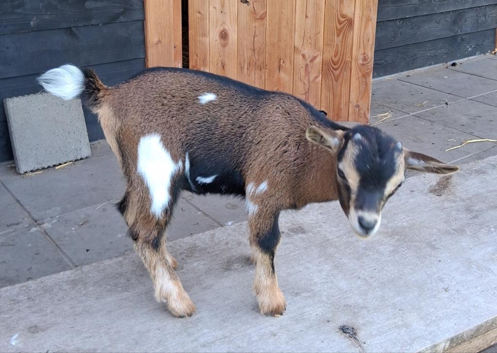 Zeer makke bokjes!, Dieren en Toebehoren, Schapen, Geiten en Varkens, Mannelijk, Geit