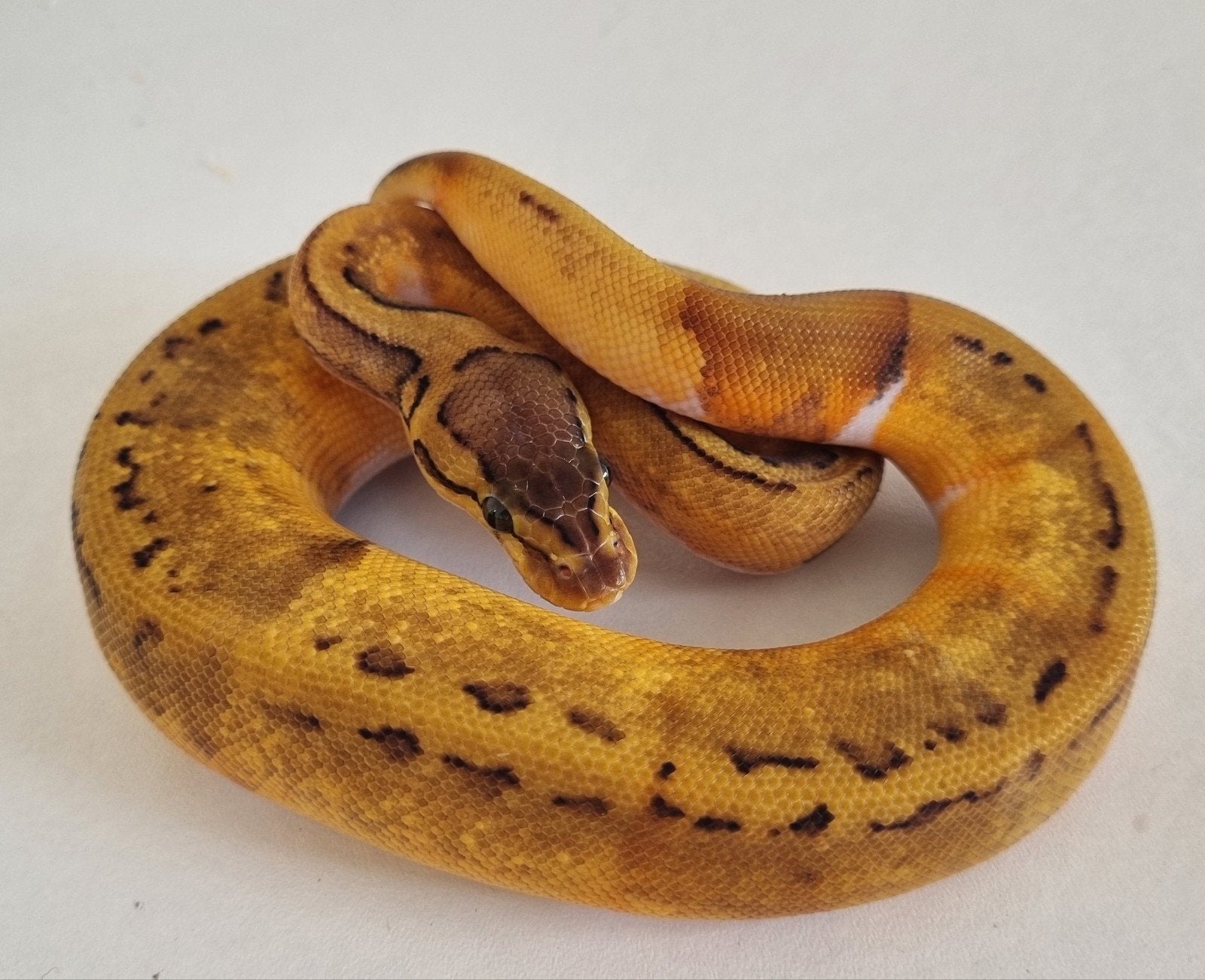 0.1 enchi pinstripe piebald koningspython Ball Python photo 2