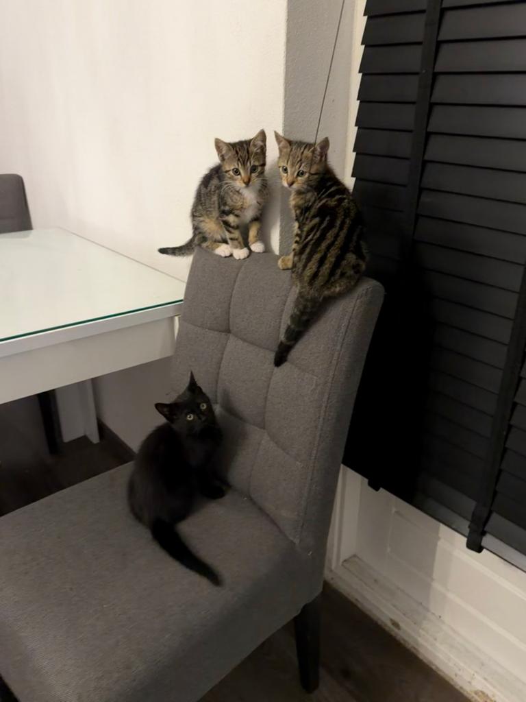 Kittens te koop, Dieren en Toebehoren, Meerdere dieren, Kortharig, 0 tot 2 jaar