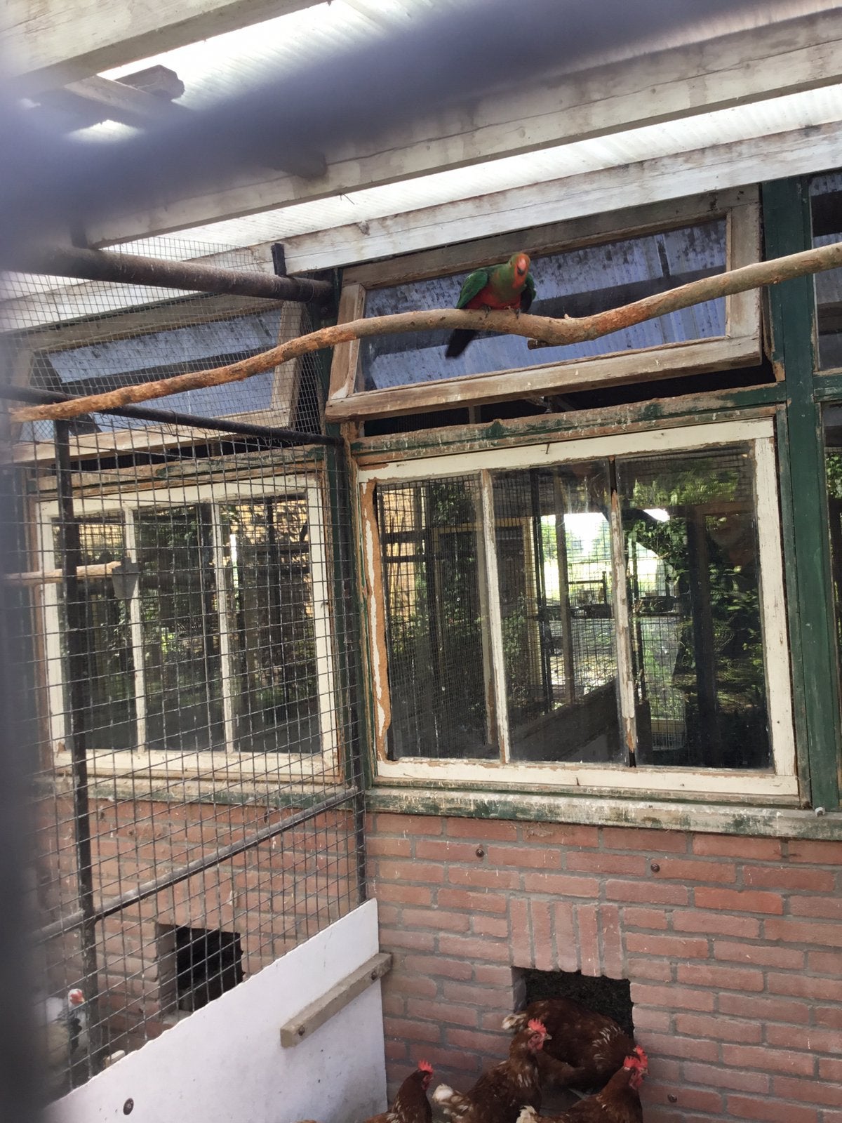 Koningsman van ‘25 en van ‘24, Meerdere dieren, Parkiet