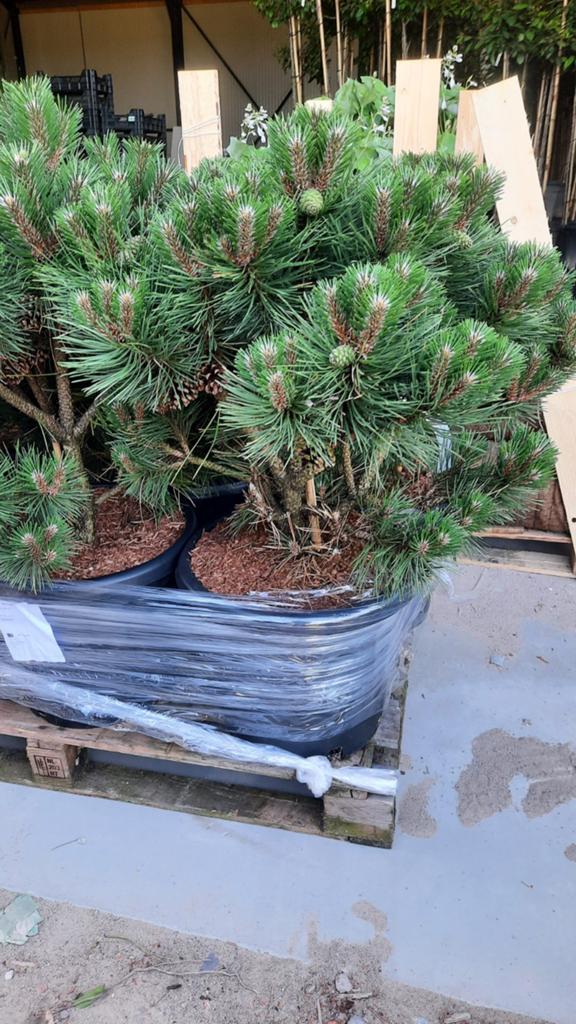 Oostenrijkse den (Pinus nigra 'Nana') 🌿 meerstam, Ophalen