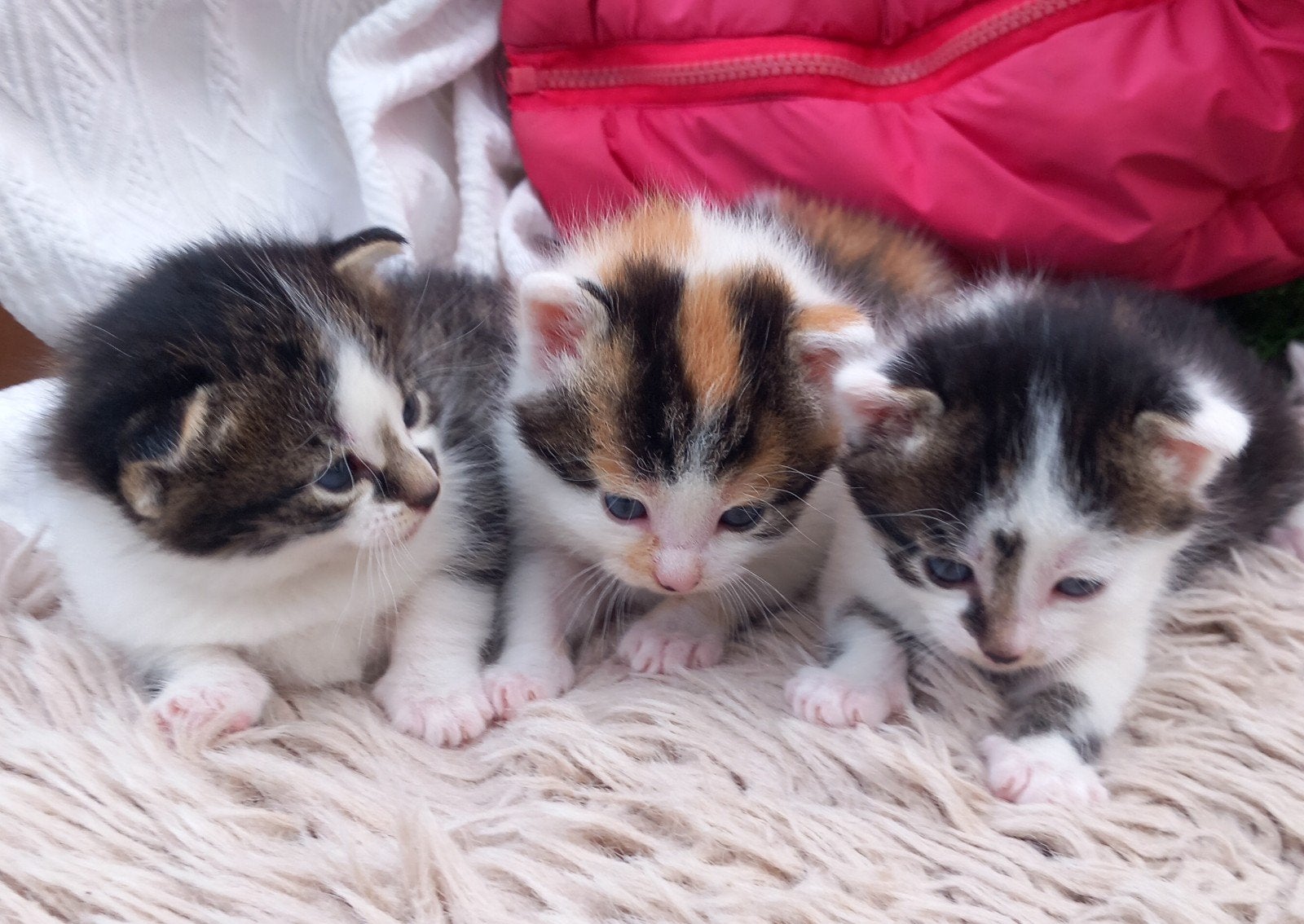 Prachtig nestje van drie kittens, Dieren en Toebehoren, Meerdere dieren, Kortharig, 0 tot 2 jaar