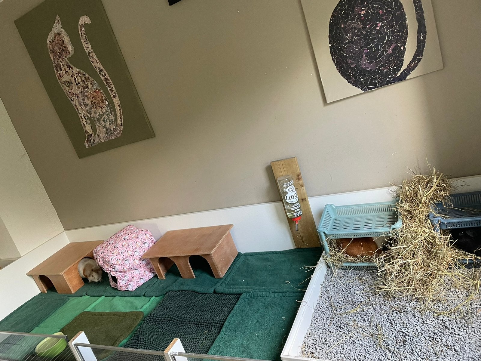 Cavia b&b, Dieren en Toebehoren, Augustus, Meerdere dieren, Cavia