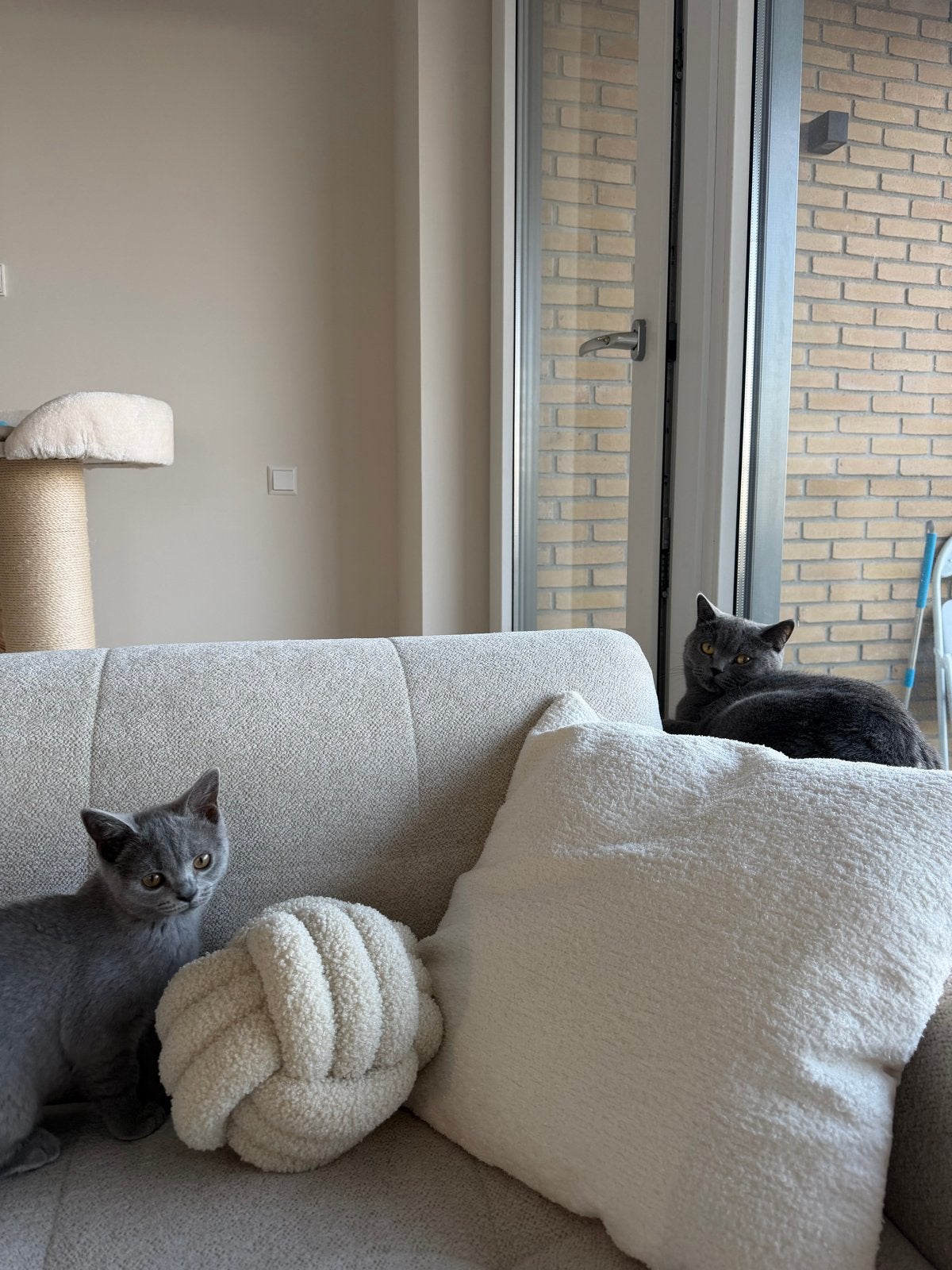 Britsekorthaar kitten, Dieren en Toebehoren, Katten en Kittens | Overige Katten, Kater