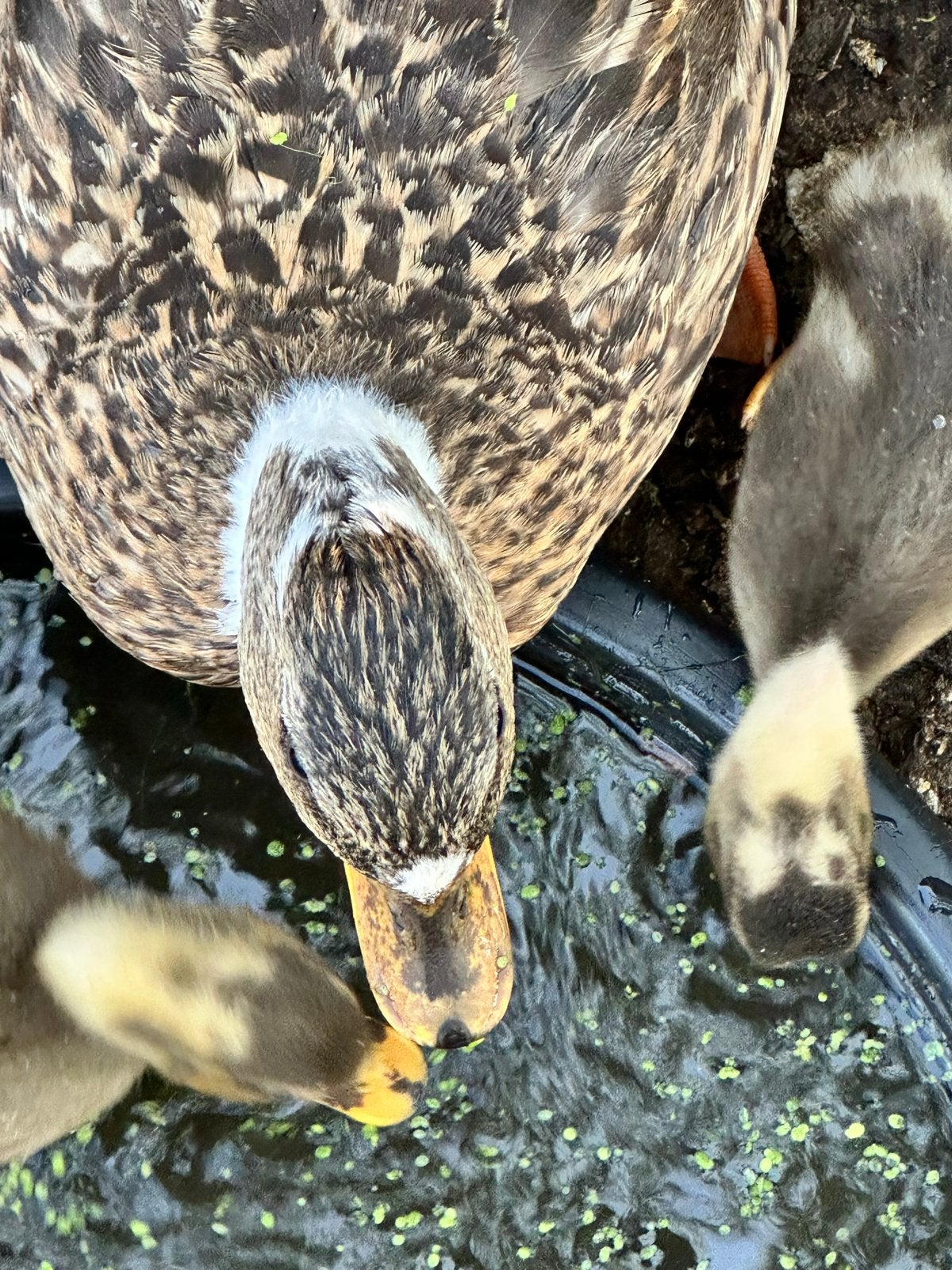 Jonge kwakers ( korte snaveltjes!), Meerdere dieren, Eend