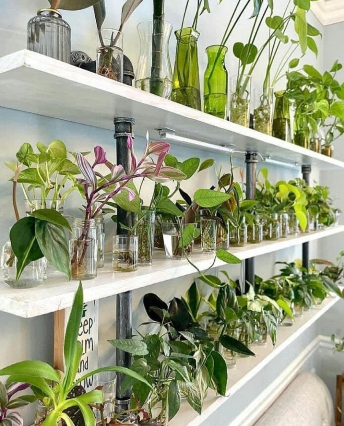 Kamerplanten stekjes bundel 10 soortjes voor €15 euro, Overige soorten, Minder dan 100 cm, Groene kamerplant, Halfschaduw