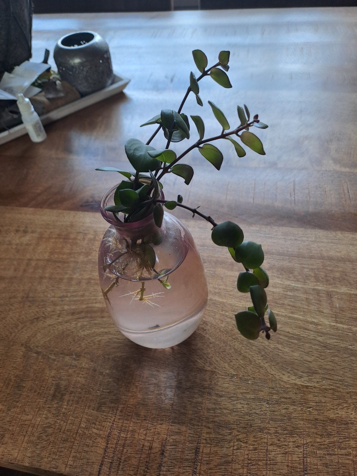 Stekjes van de rose lipstickplant -, Ophalen of Verzenden, Minder dan 50 cm, Groen, Glas