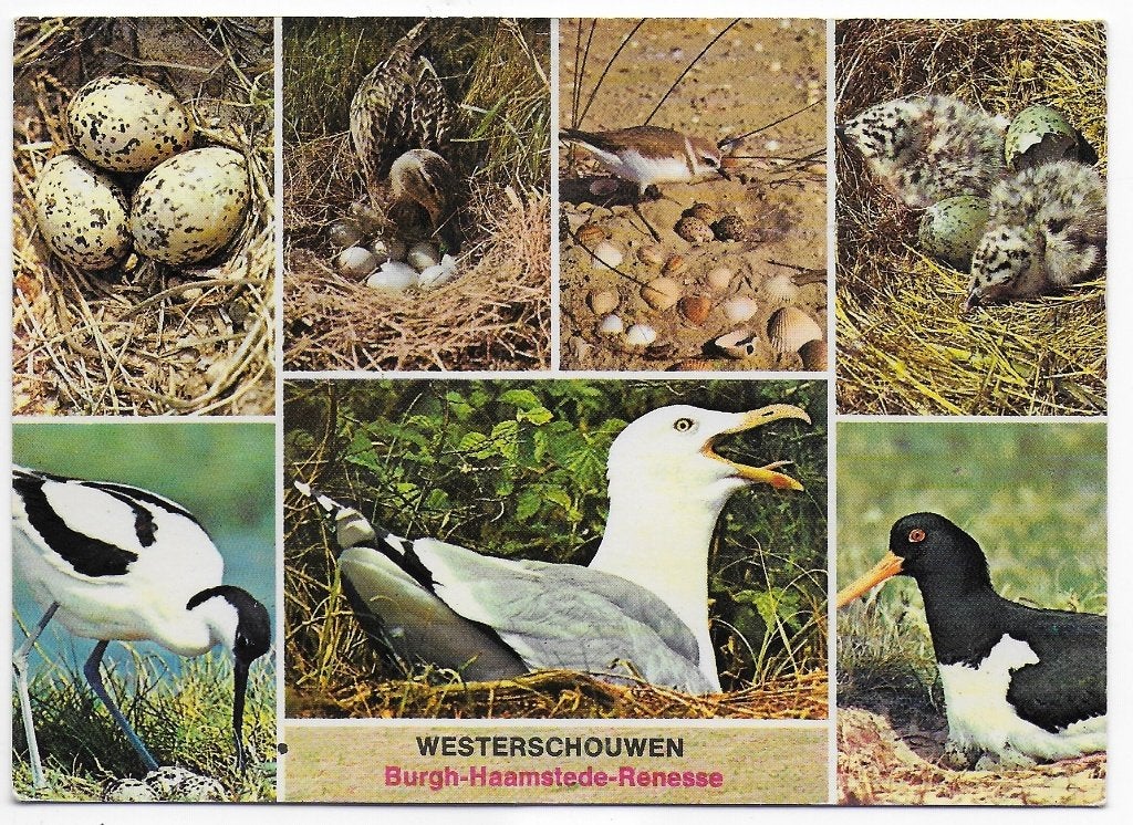 Westerschouwen Burgh Renesse Gelopen Ansichtkaart ( B6117 ), Ophalen of Verzenden, 1980 tot heden, Gelopen