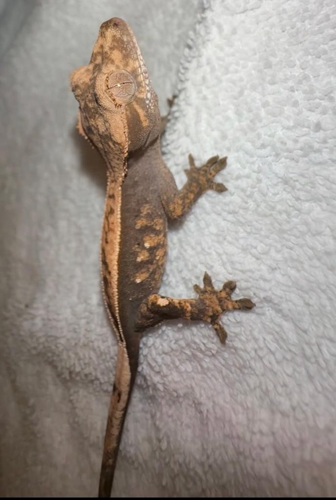 Wimpergekko baby Crested Gecko - unknown for sale from CrestieDragons