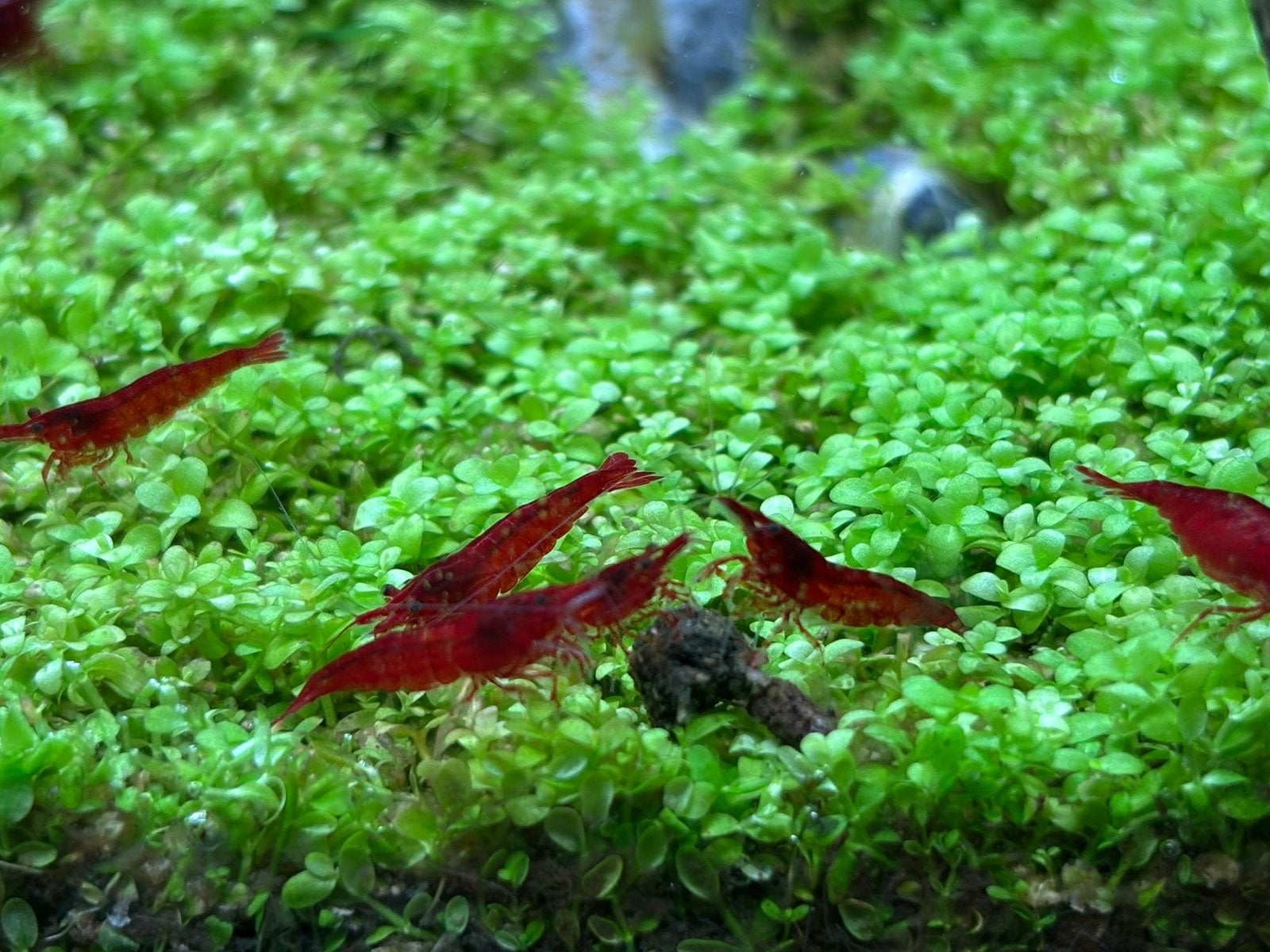 Neocaridina Red Sakura Shrimp, Dieren en Toebehoren, Vissen | Aquariumvissen, Kreeft, Krab of Garnaal