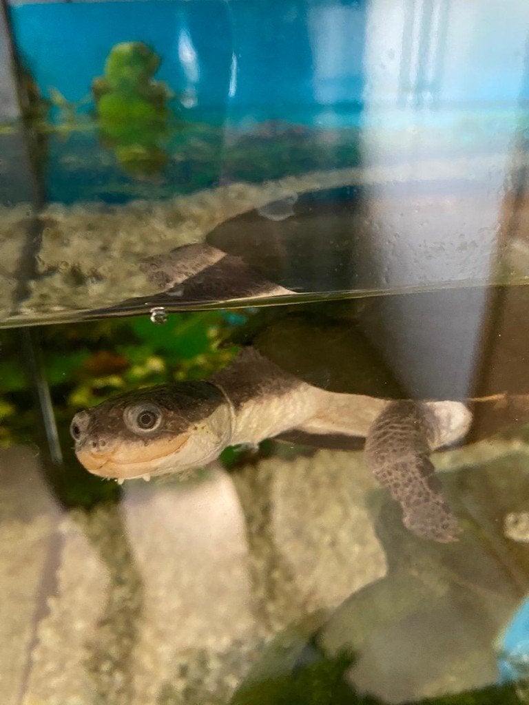 Herplaatsing waterschildpad (incl. aquarium), Schildpad, Met terrarium, 11 jaar of ouder
