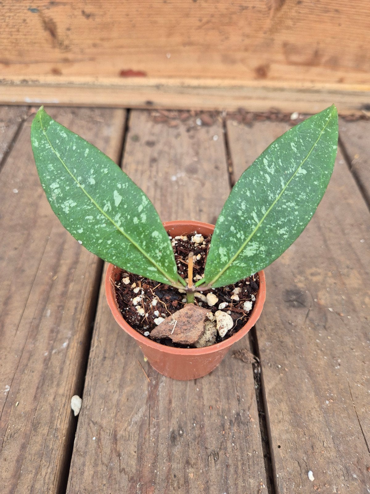 Hoya Amicabilis p6 (5)