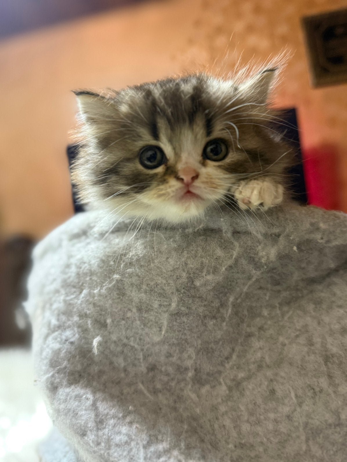 Schattige kittens zoeken een nieuw huis, Dieren en Toebehoren, Kater