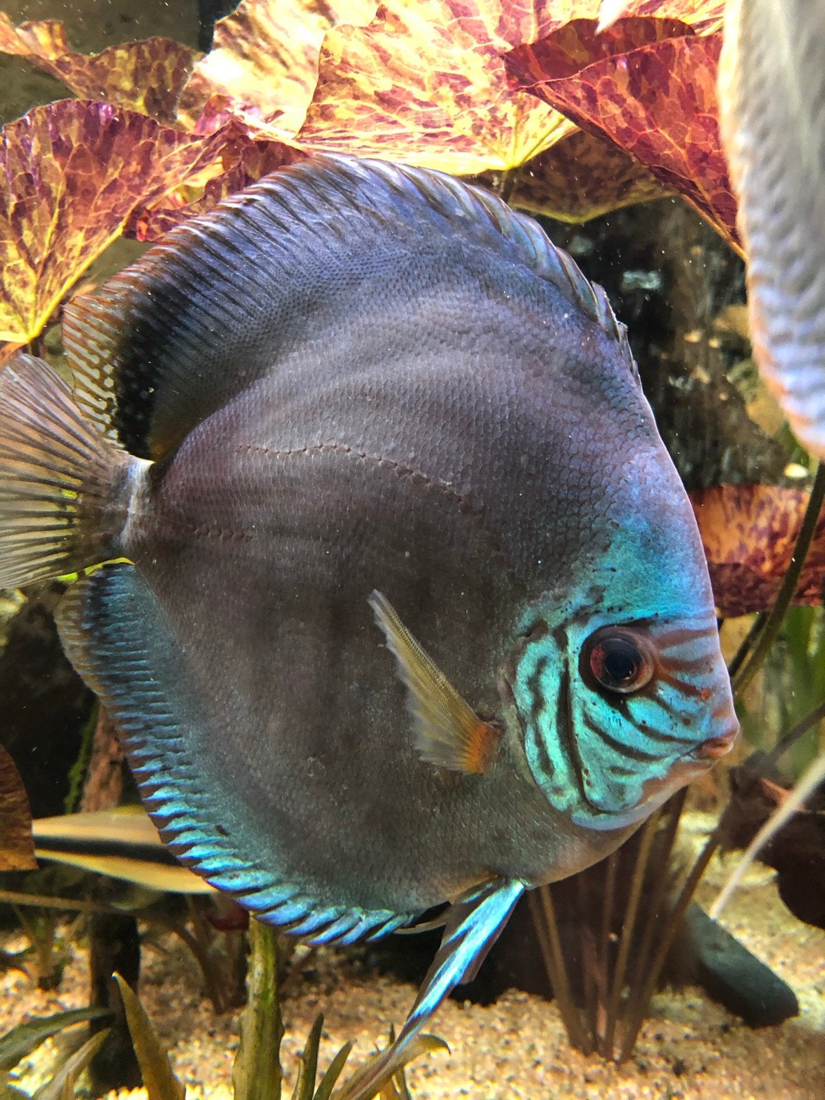 Discus bleu ocean, Dieren en Toebehoren, Vis