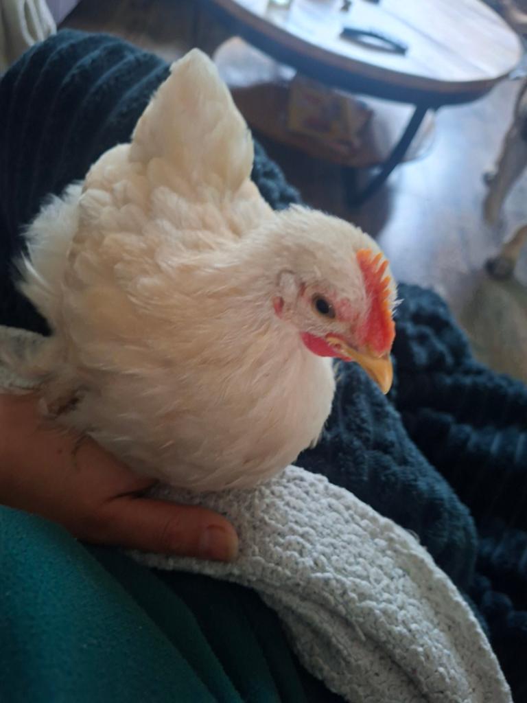 Cohin kriel haan, Dieren en Toebehoren, Pluimvee, Mannelijk, Kip