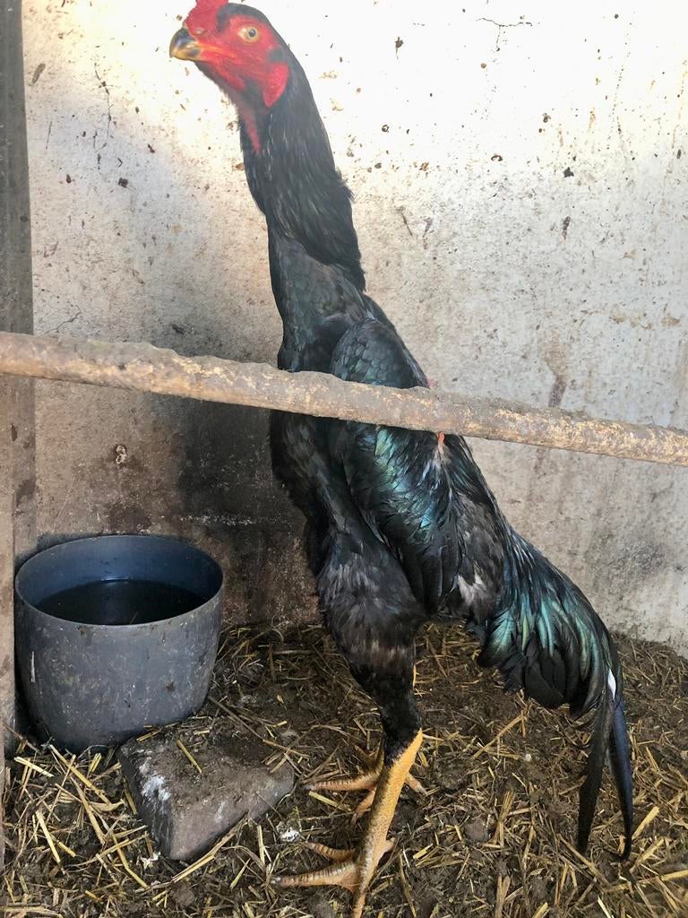 Shamo haan, Dieren en Toebehoren, Pluimvee, Mannelijk, Kip