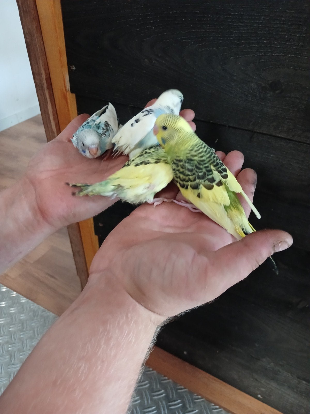 Jonge grasparkieten om tam te maken, Dieren en Toebehoren, Vogels | Parkieten en Papegaaien, Meerdere dieren, Parkiet, Tam