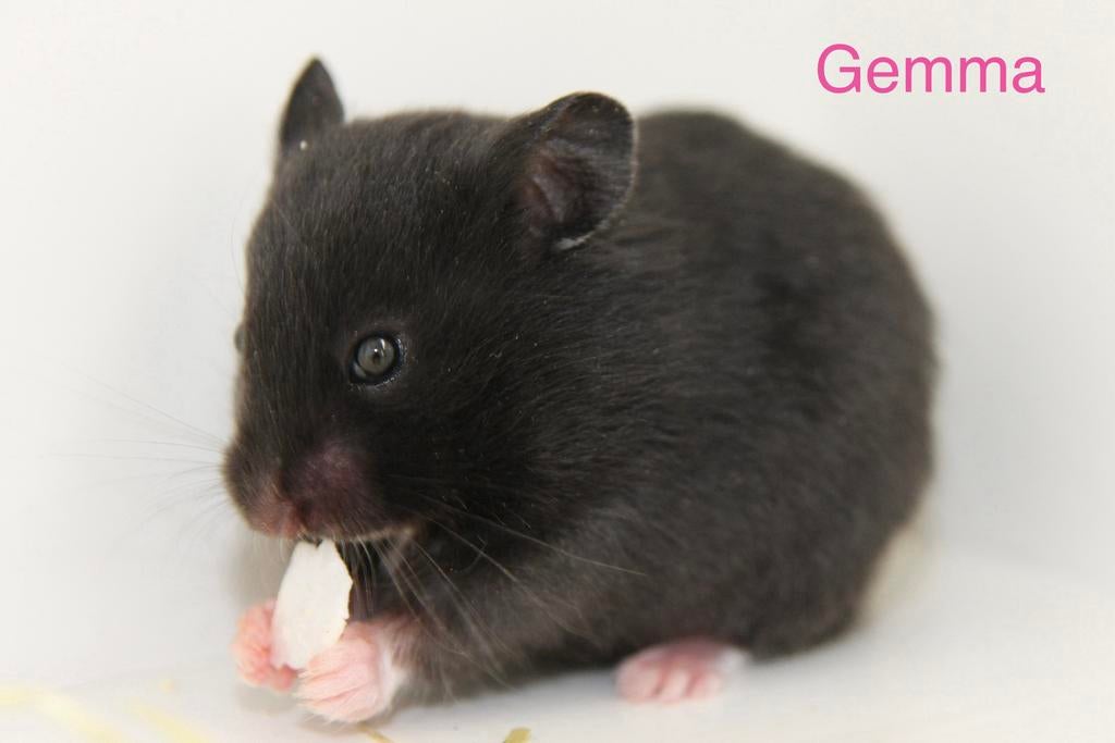 Jonge goudhamster / Syrische hamster te koop., Dieren en Toebehoren, Knaagdieren, Hamster, Maart, Vrouwelijk, Tam